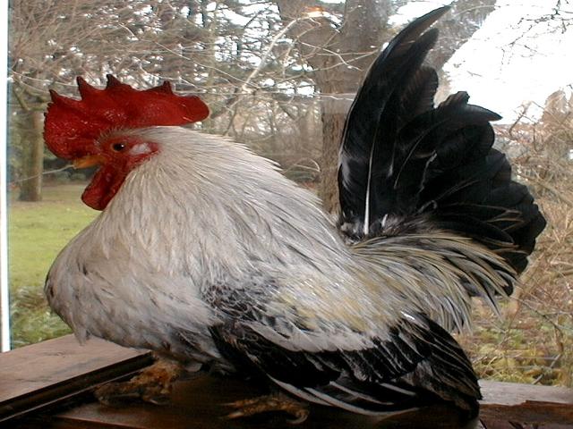 日本矮脚鸡