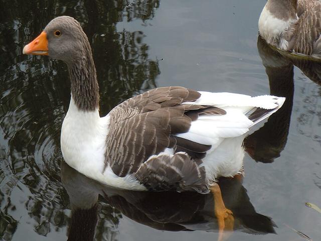 Öland