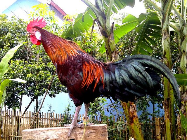 Ayam Ketawa