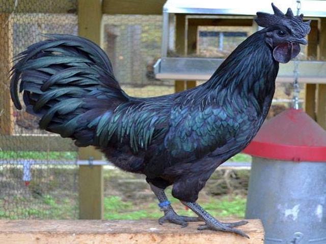 卡达克纳特