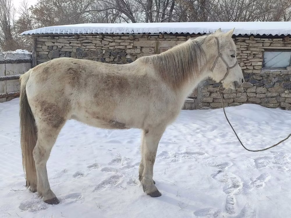Kazakh horse