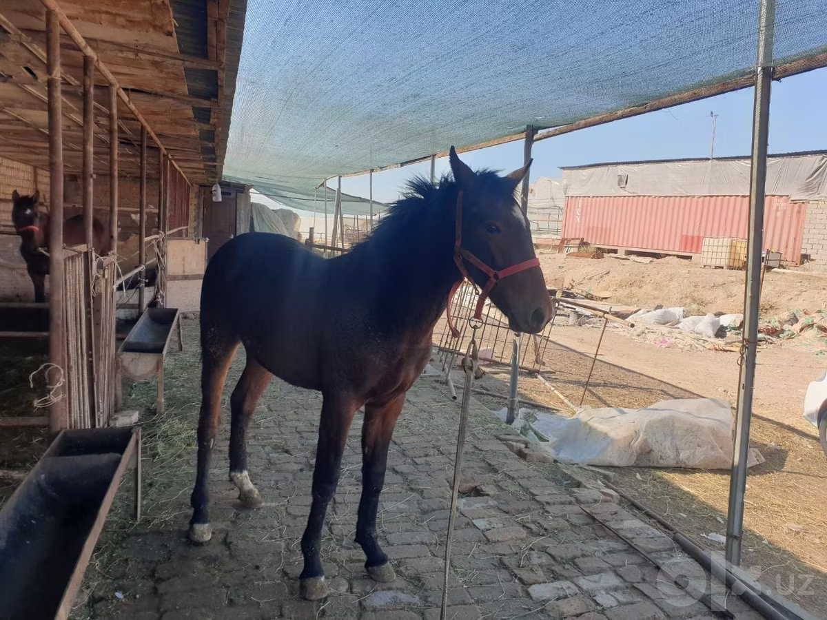 Kyrgyz Horse