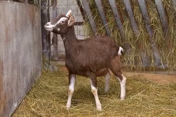 Toggenburg goat