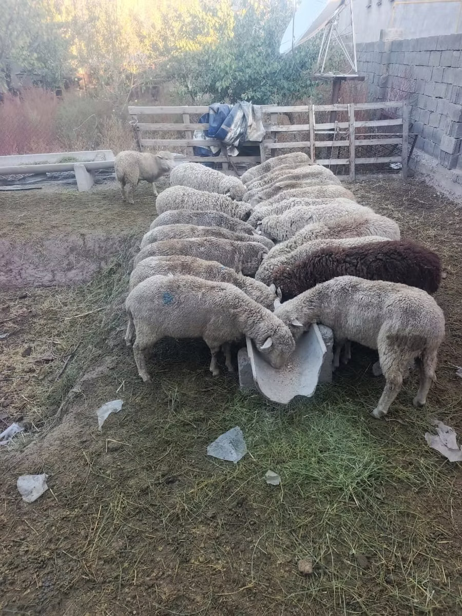 Kazakh meat-wool sheep