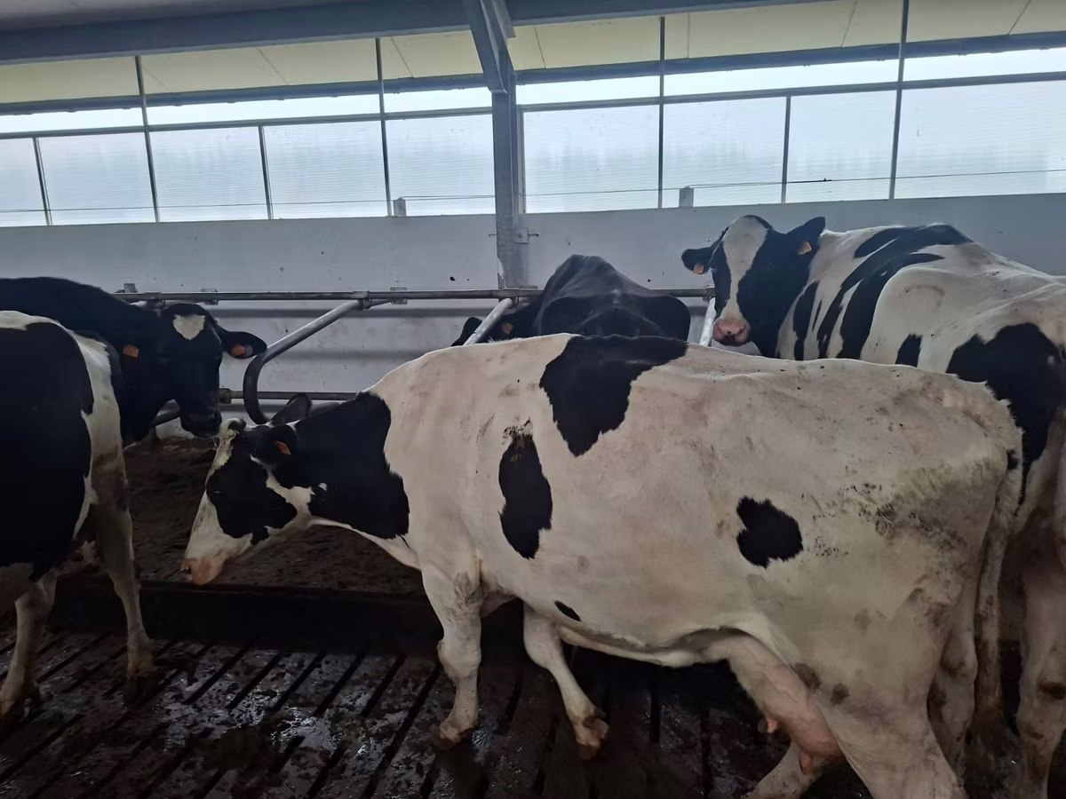 Rasa Holstein