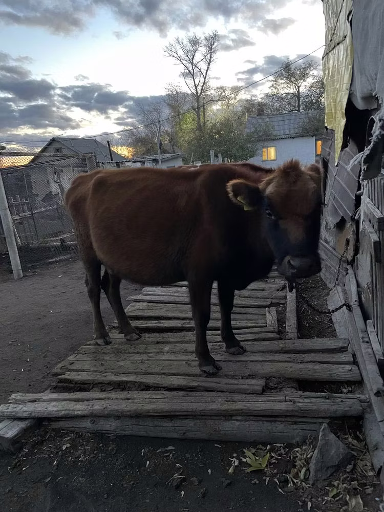 कियान गाय