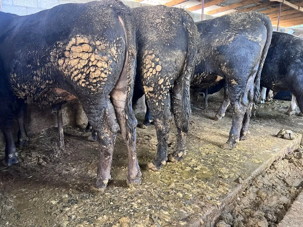 Aberdeen-Angus