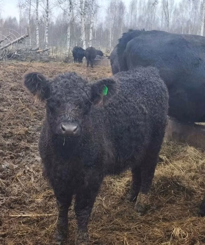गैलोवे गाय