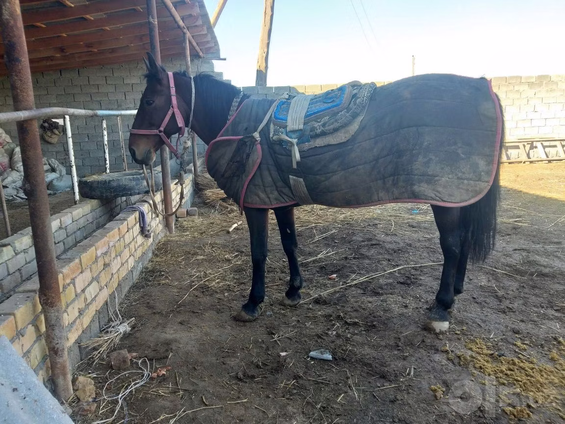 Karabakh horse