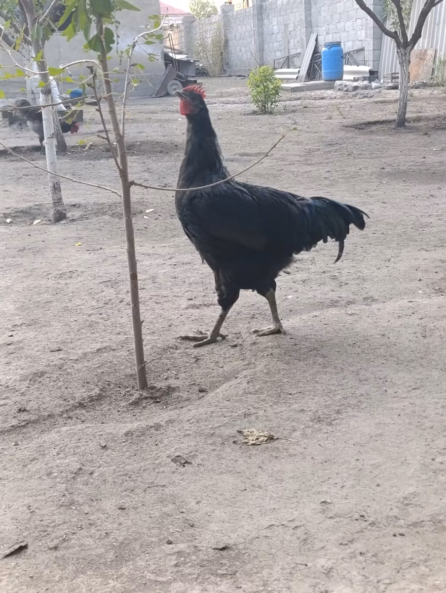 Gigante de Jersey