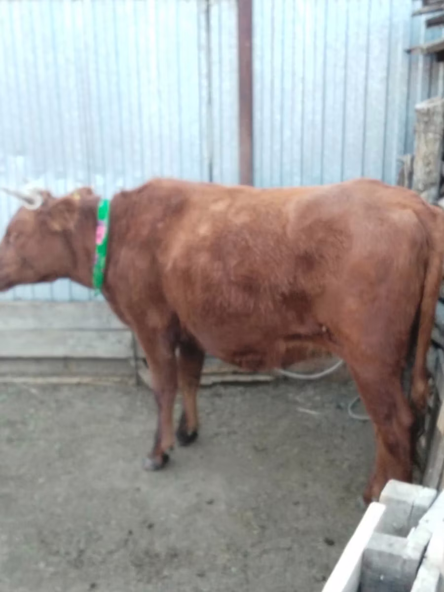 Latvian Blue cattle