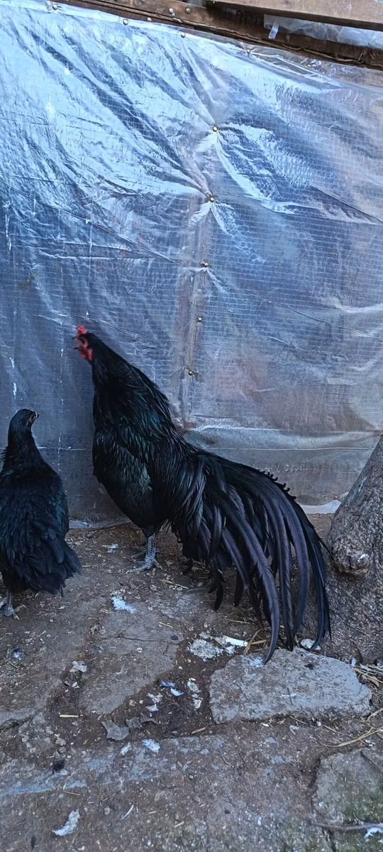 Ayam Cemani
