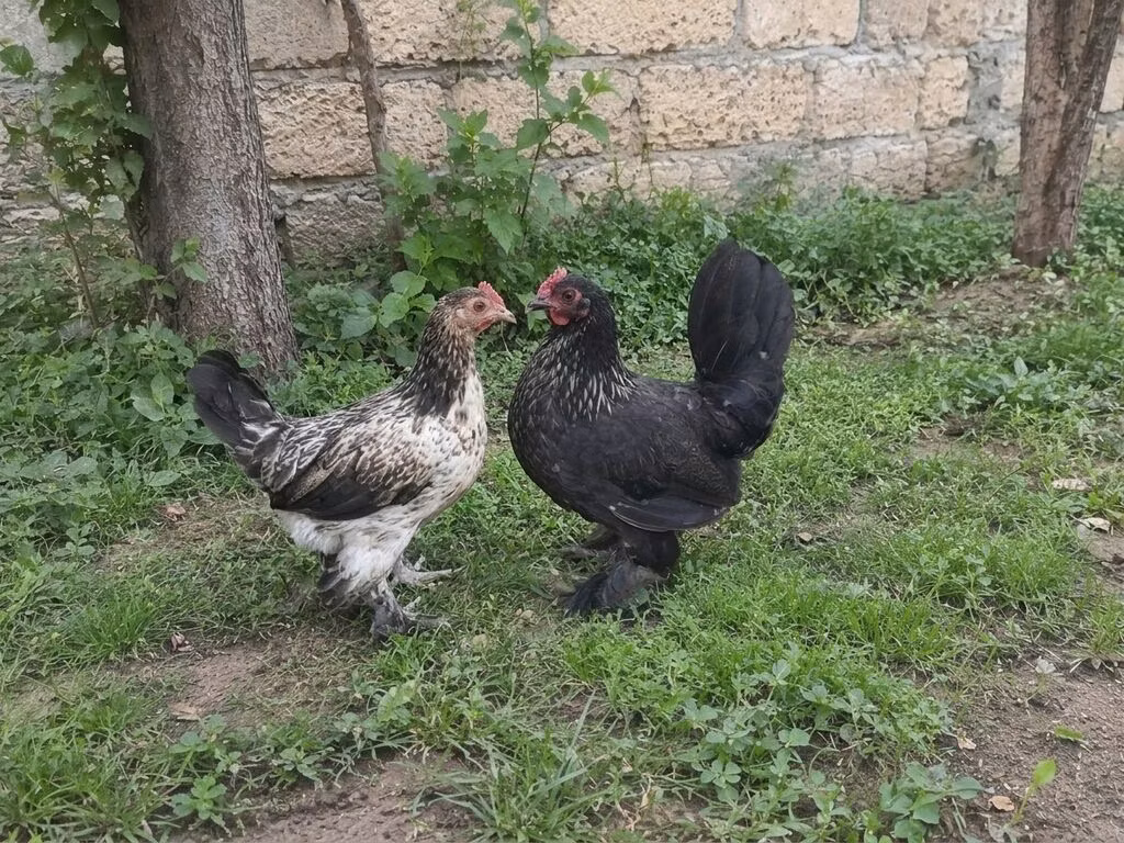 Японский миниатюрный