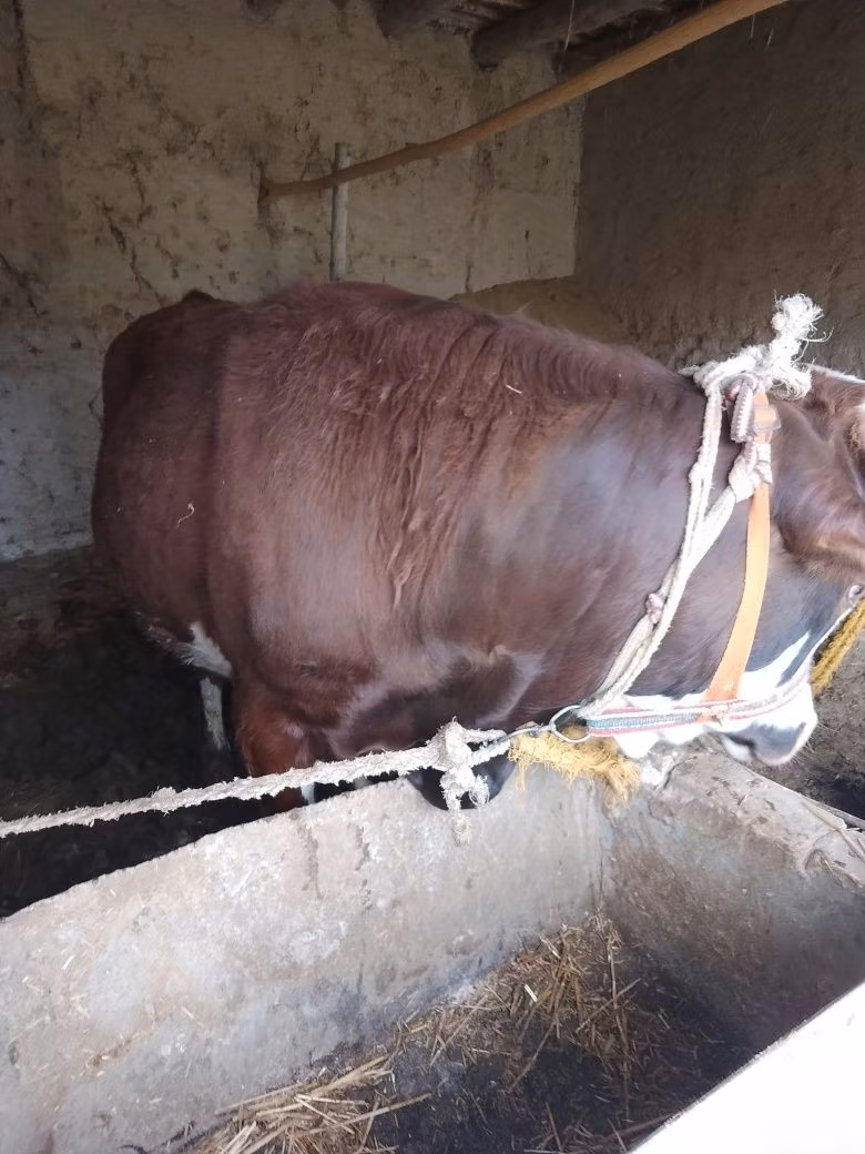 डच गाय (निष्क्रिय)