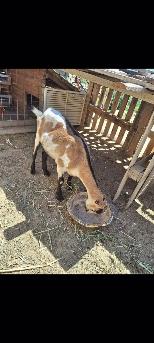 LaMancha goats