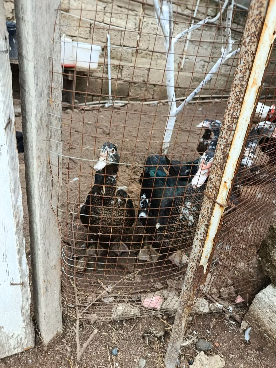 मुलार्ड
