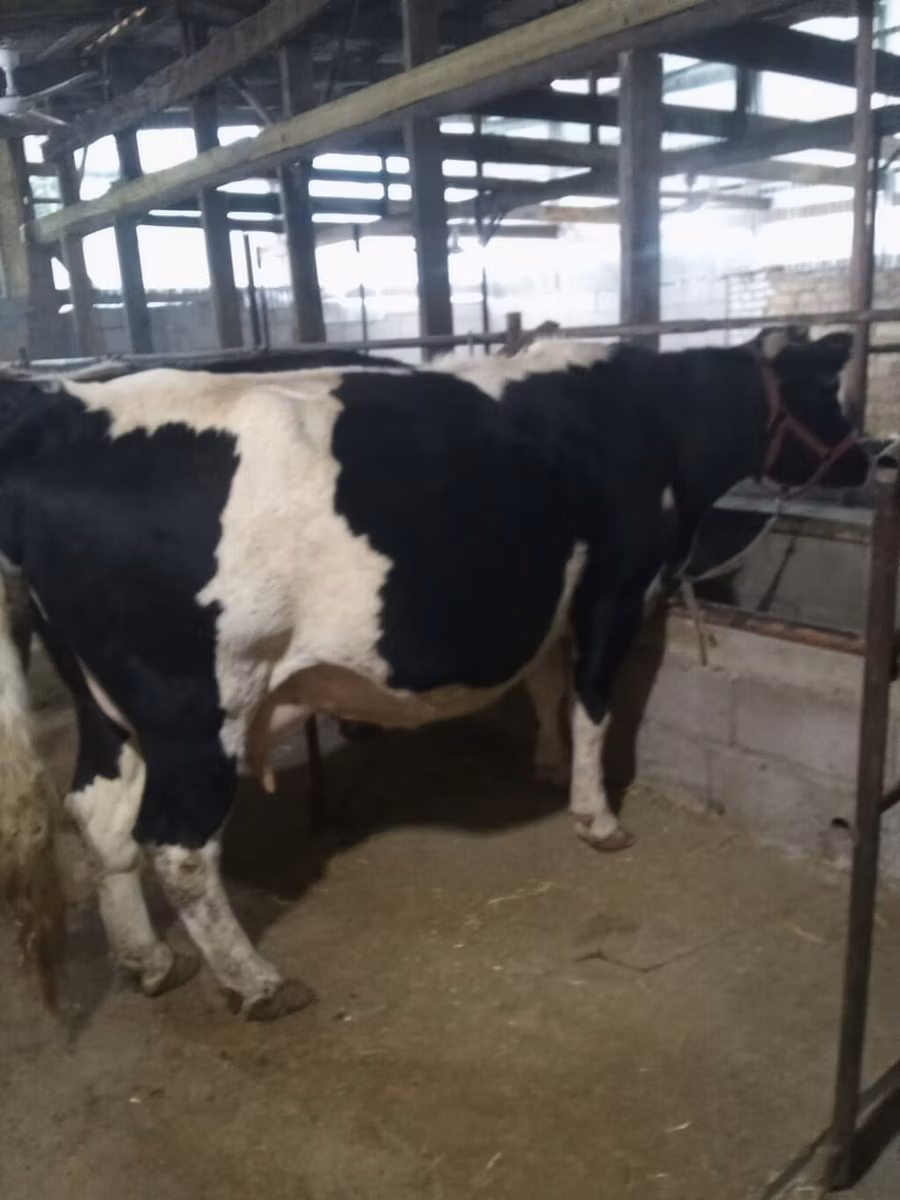 Rasa Holstein