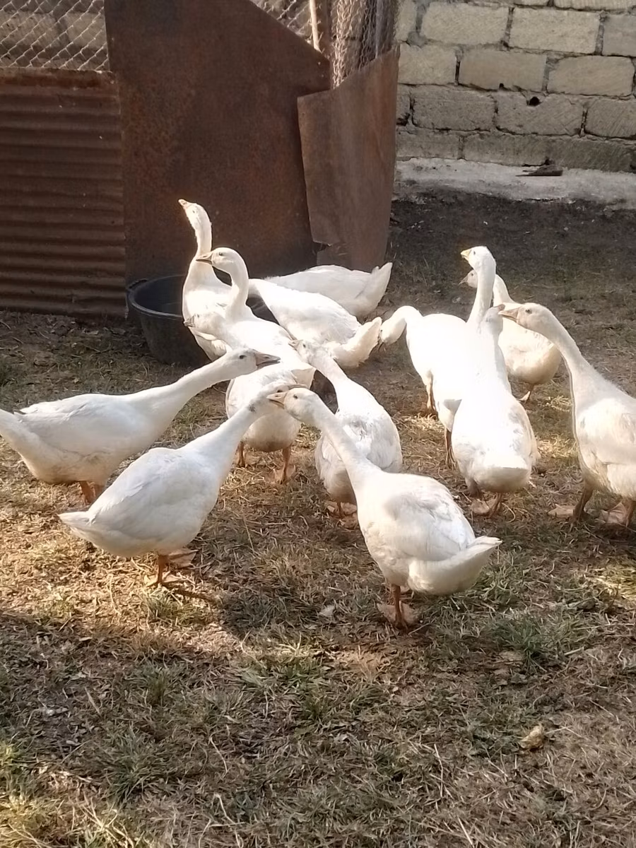 كوبان