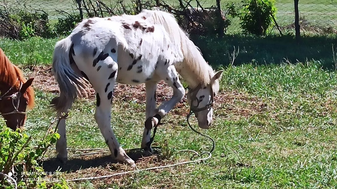 Appaloosa