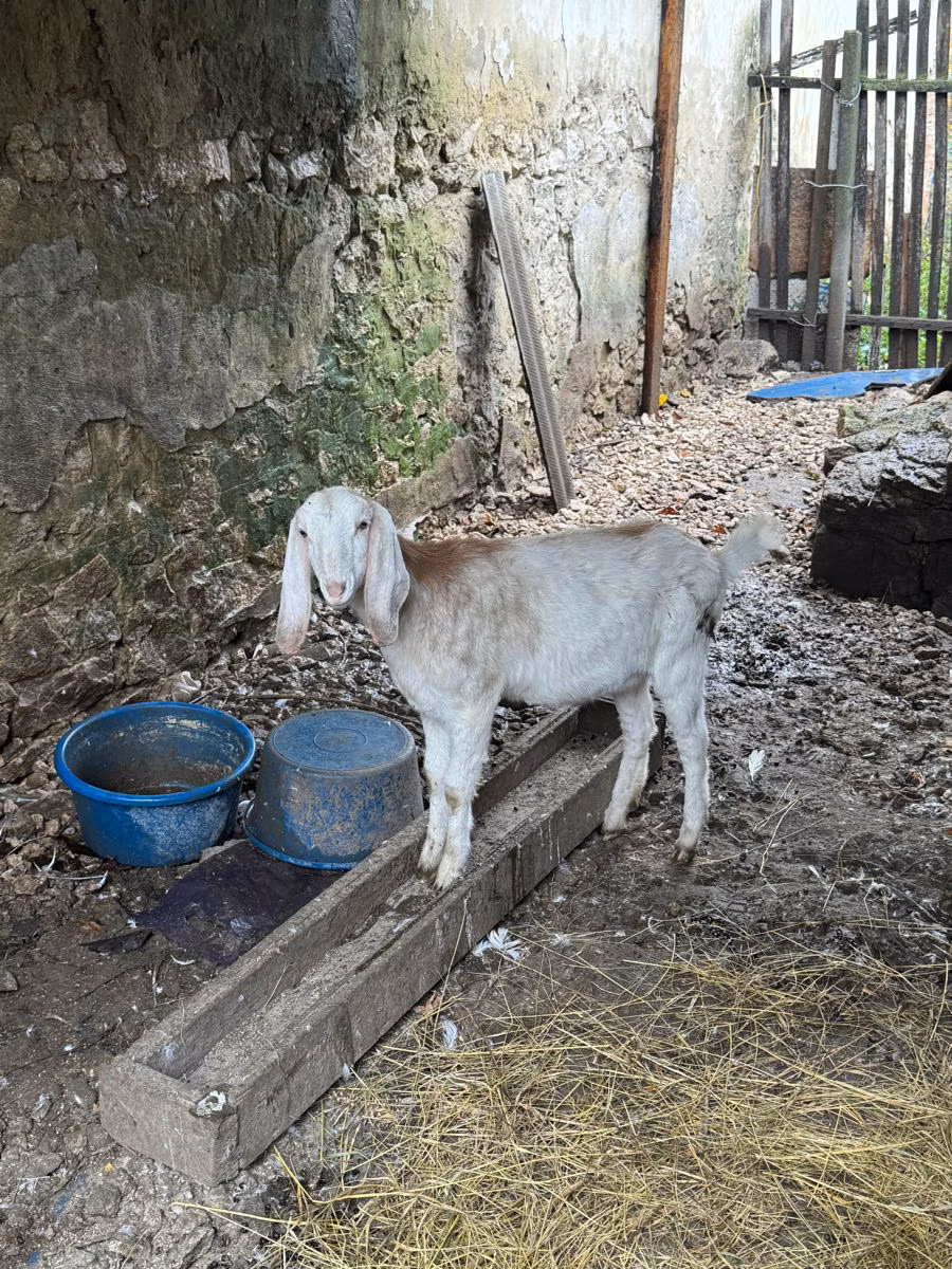 Nubian Goat