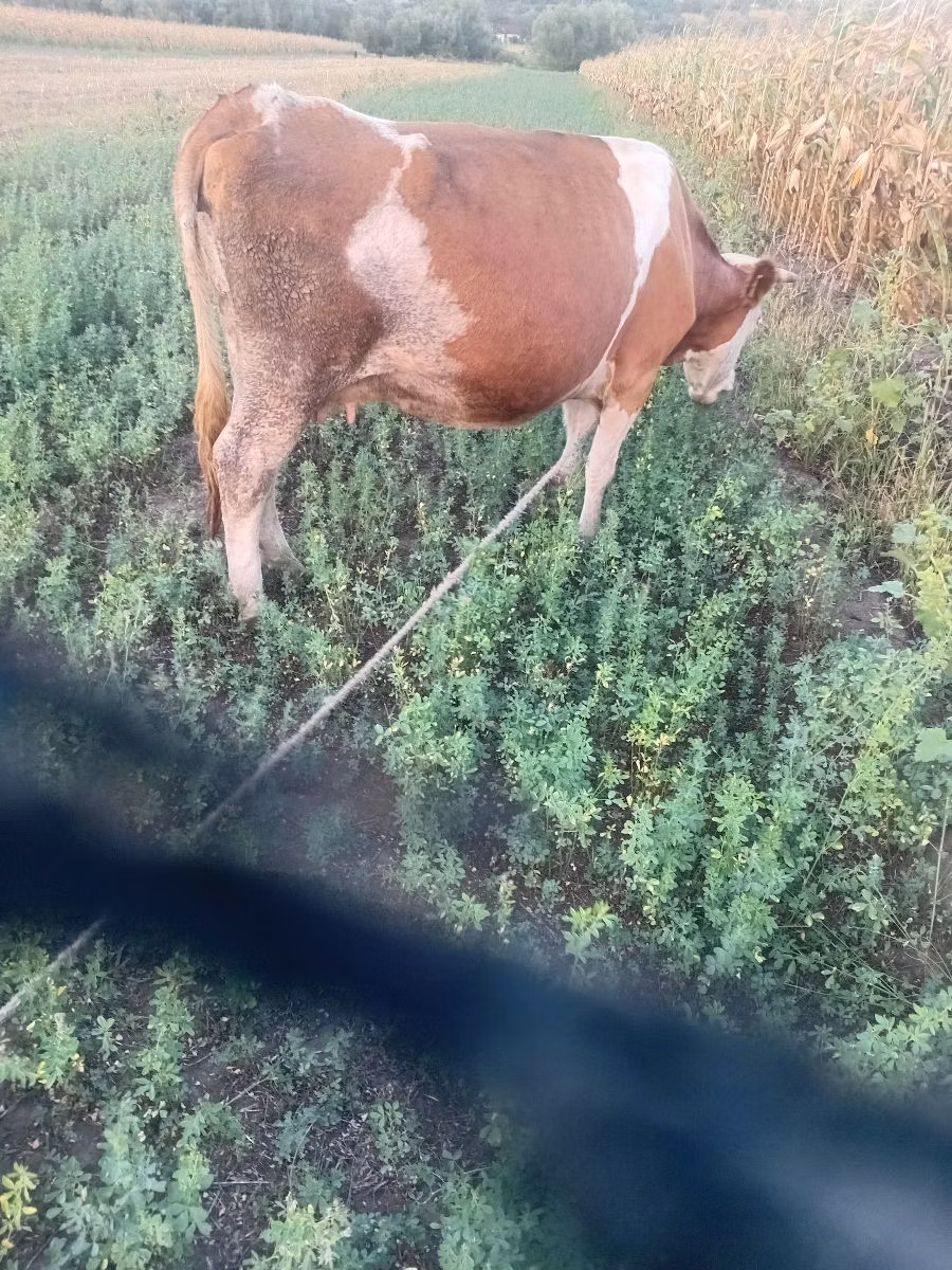 Raza de vaca