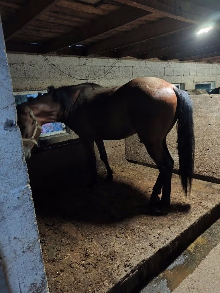 Arabian horse