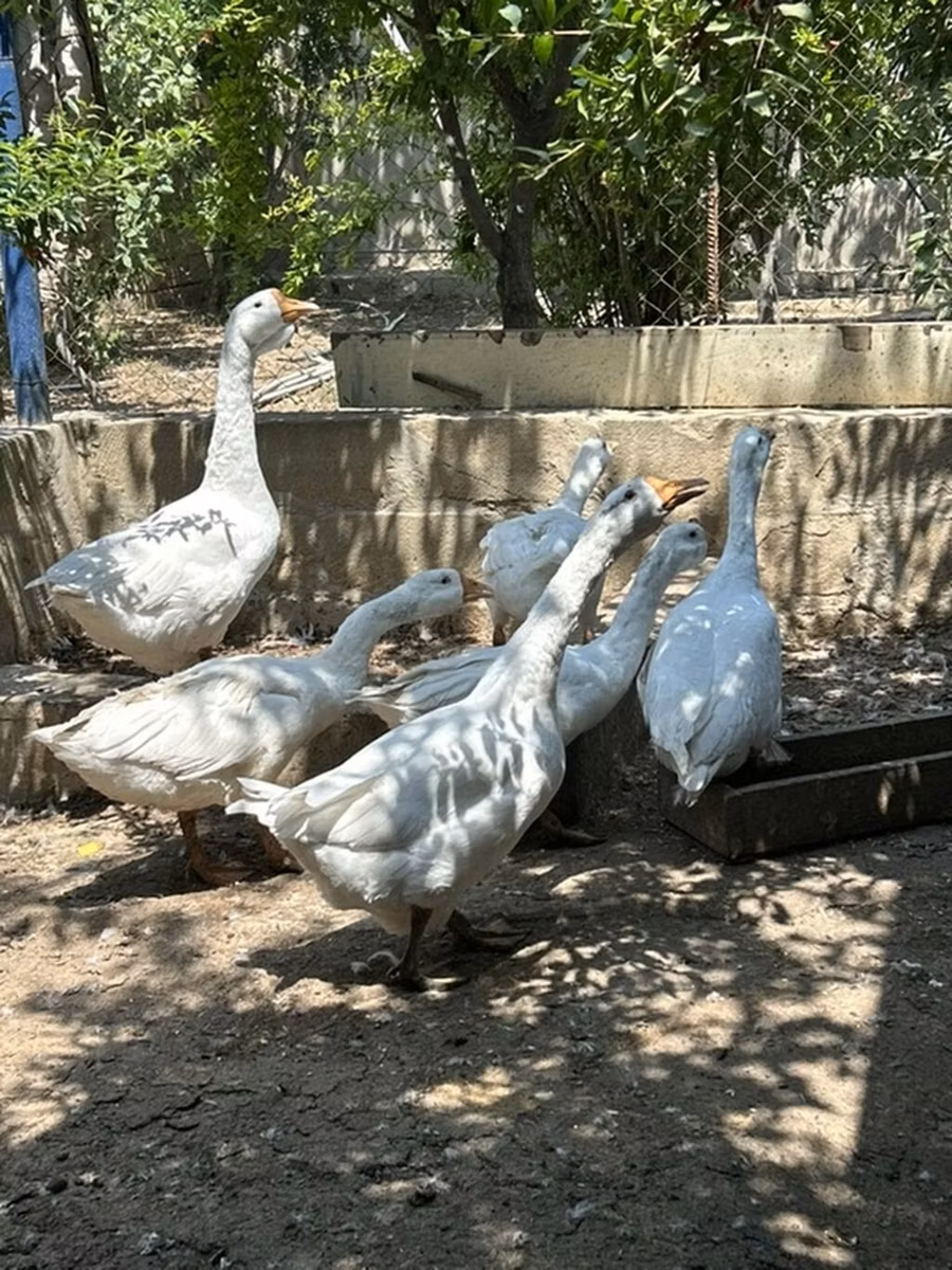 كوبان
