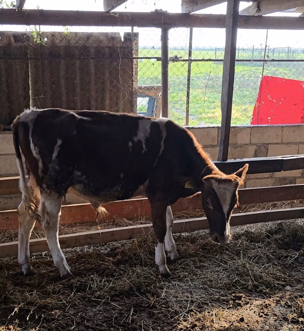 Red-spotted breed