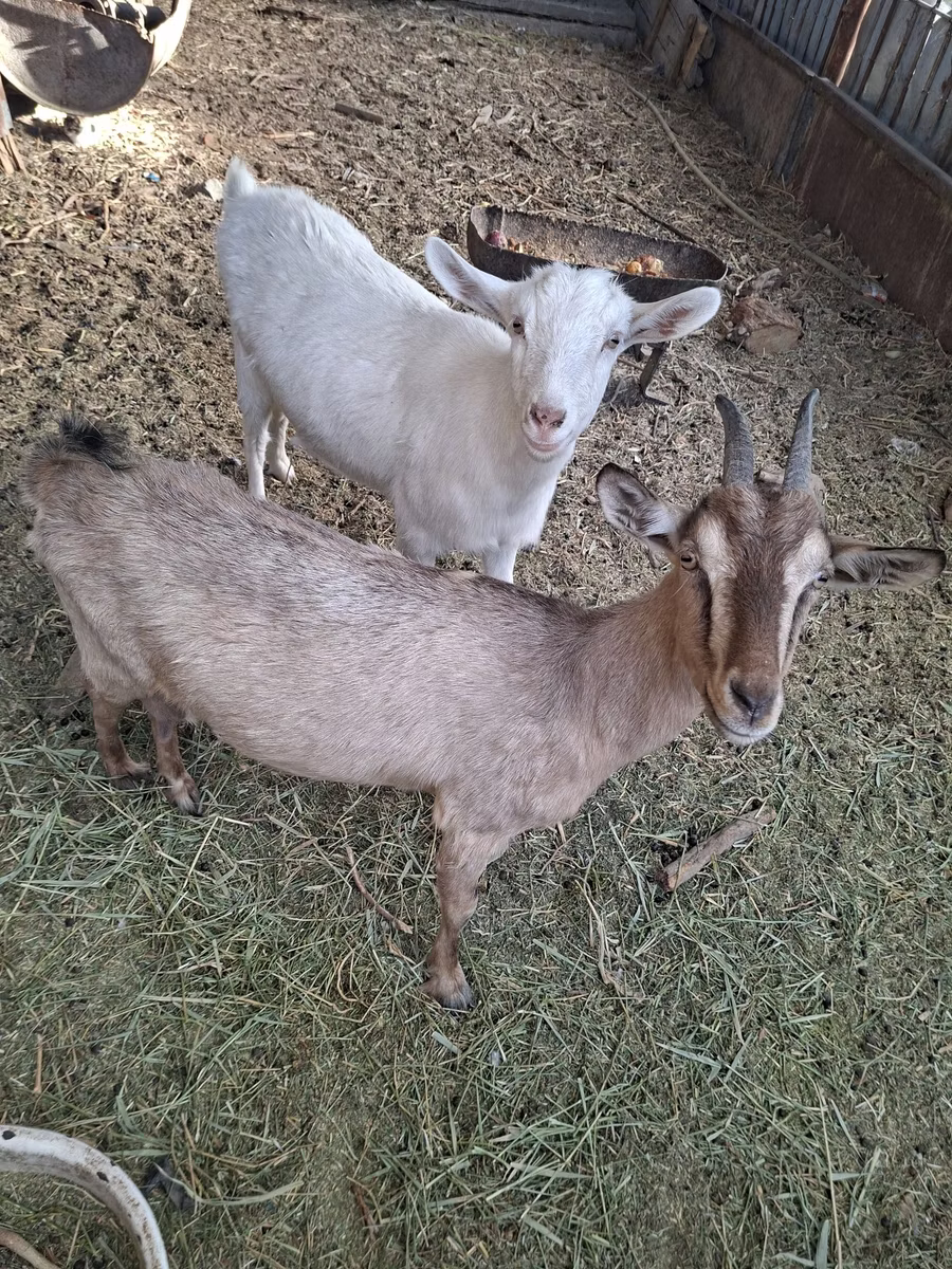 Russian White goat