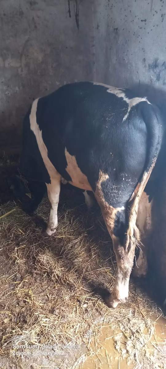 Holstein breed