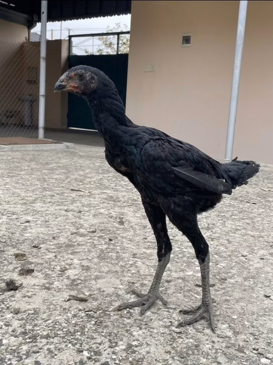 poules Shamo