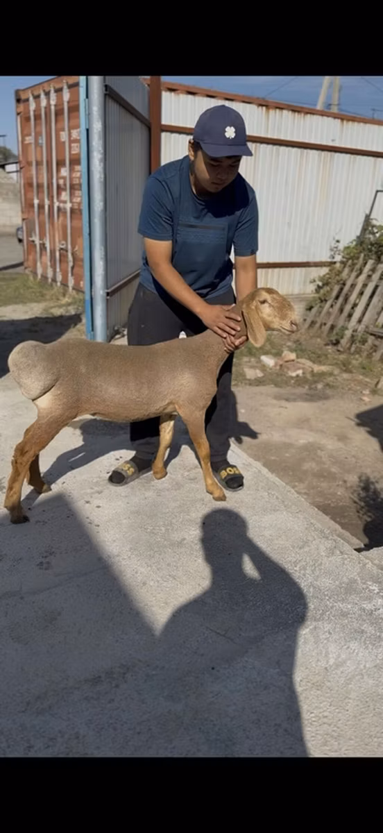 Karakul sheep