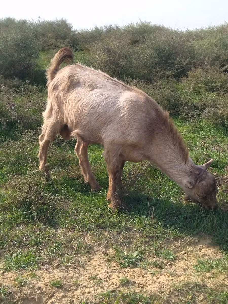 LaMancha goats