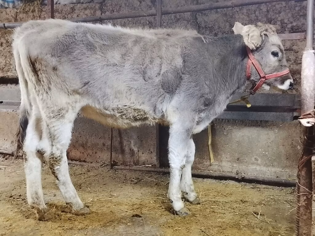 Swiss cattle
