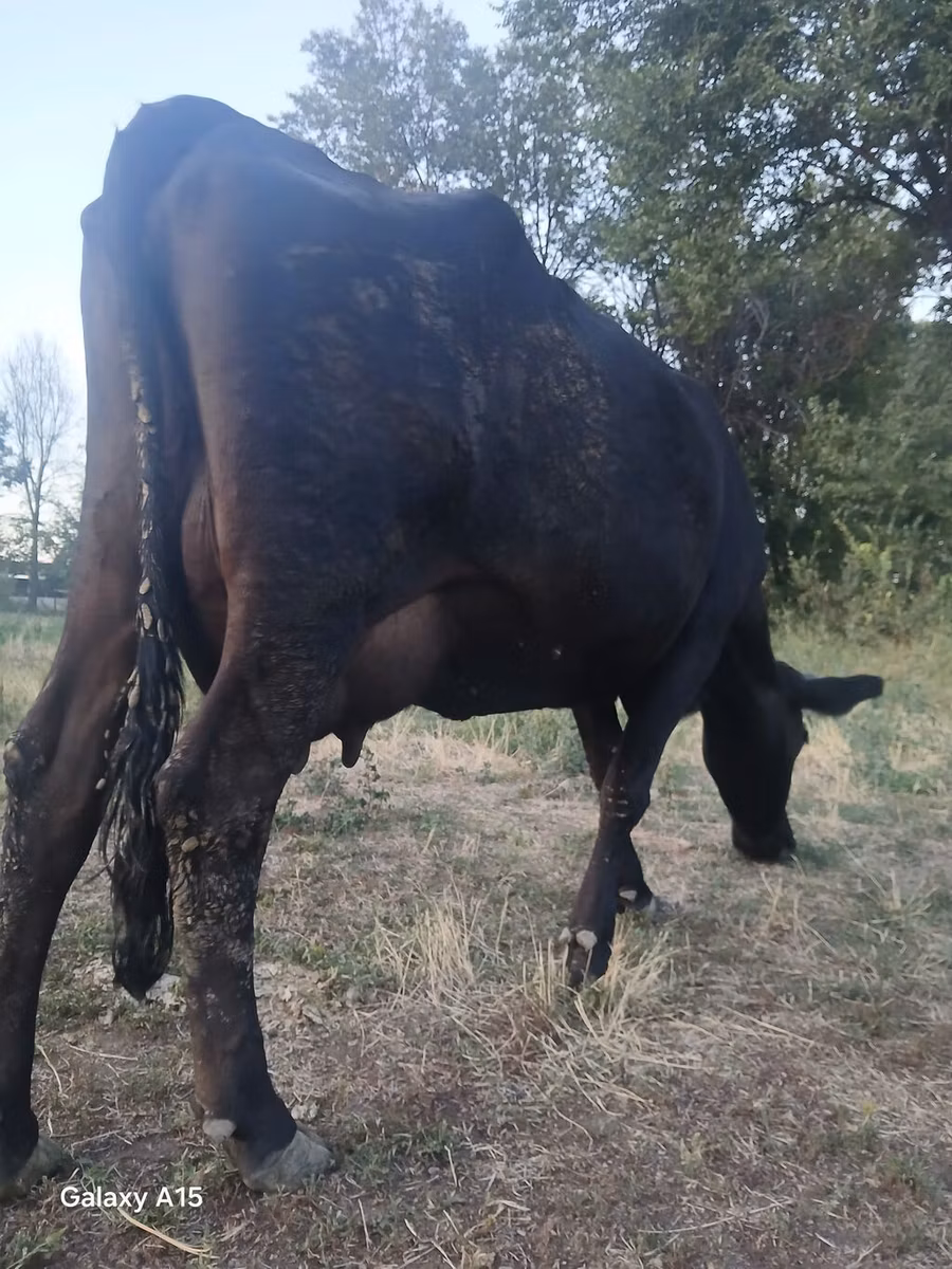 Vaca roșie fără coarne
