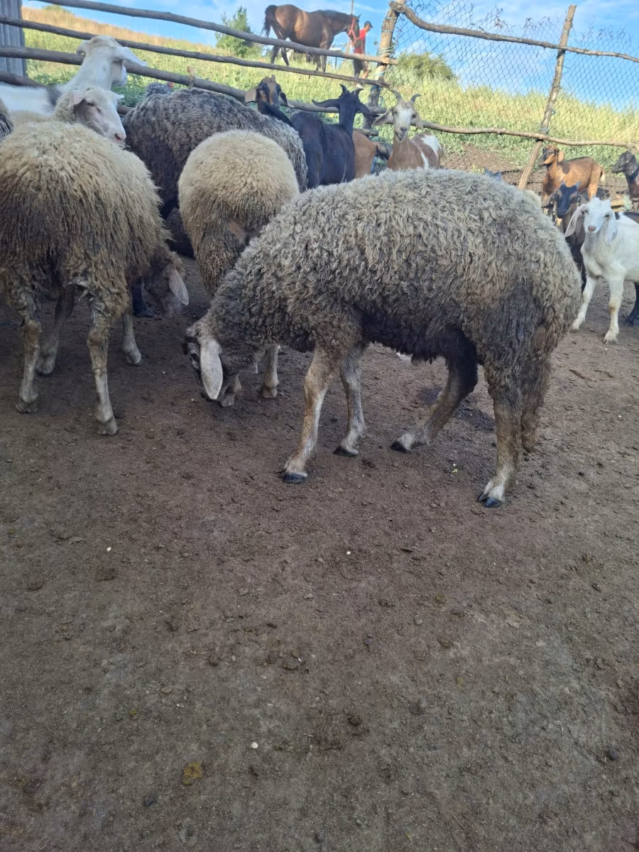 Baerchuke sheep