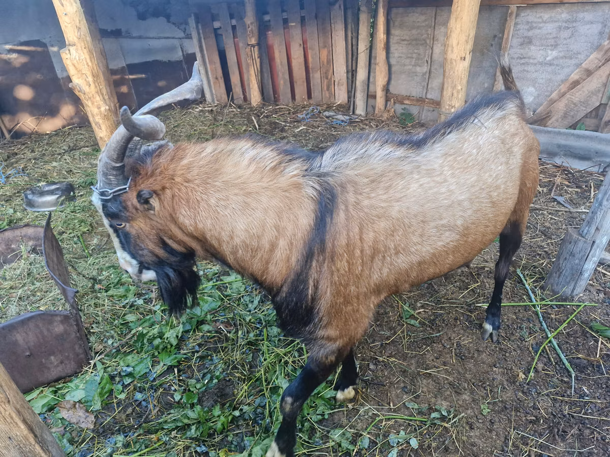 LaMancha goats
