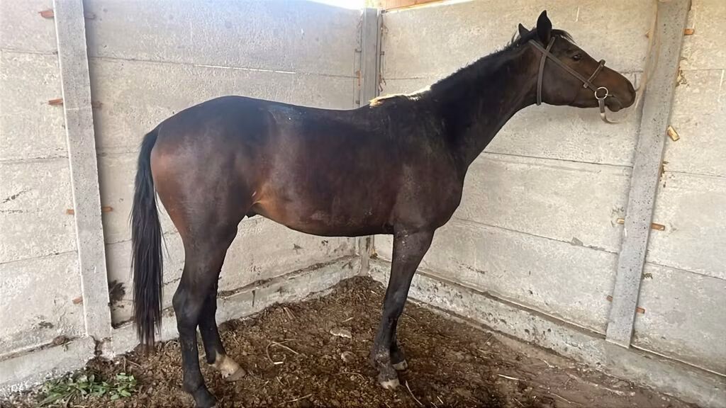 Friesian sport horse