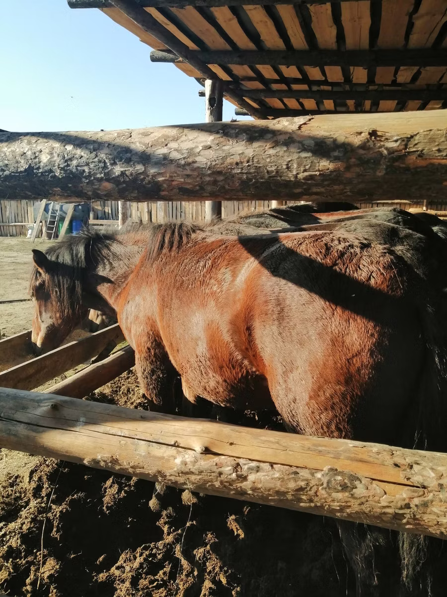 Kustanai horse