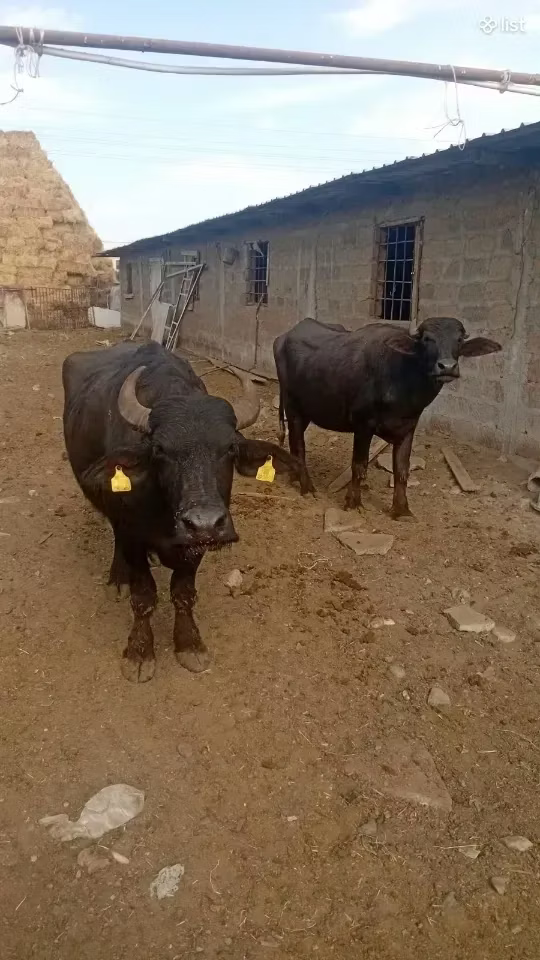 Bivol african