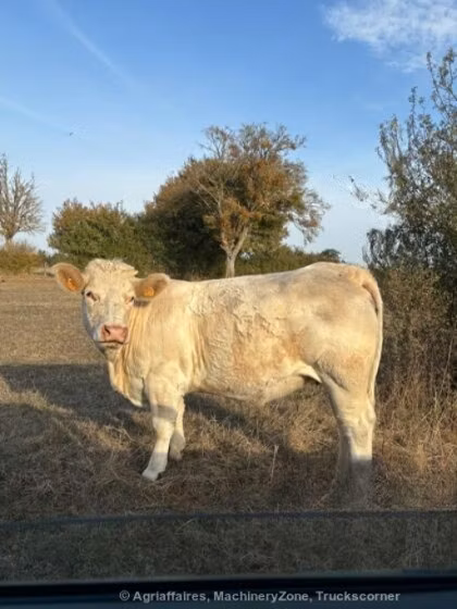 Charolais cattle