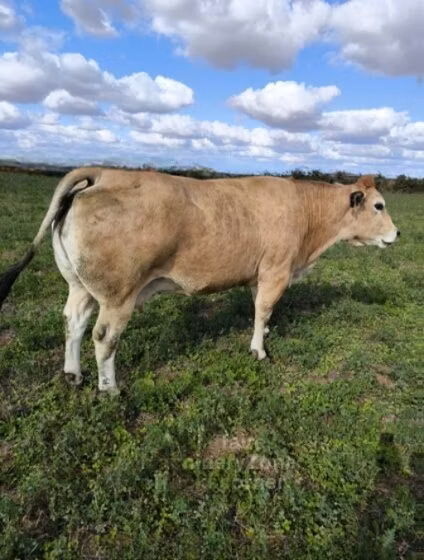 Partenaise cattle