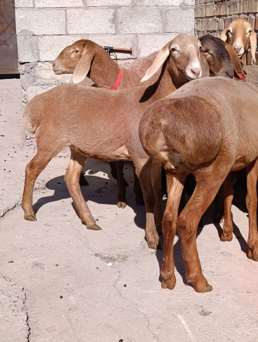 Edilbay sheep