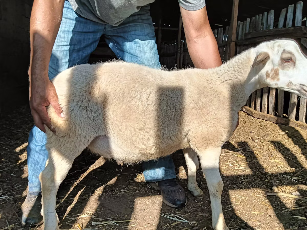 Dorper sheep
