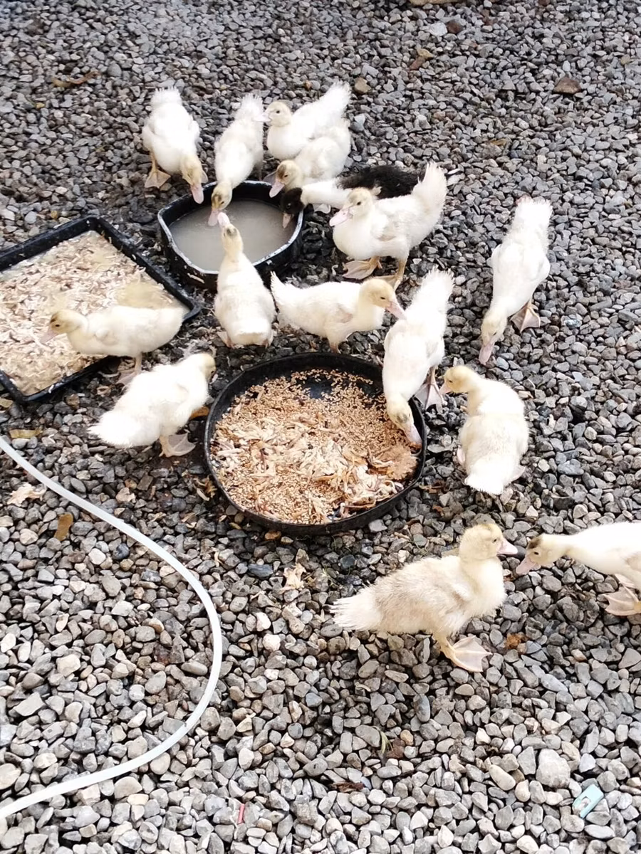 American Pekin