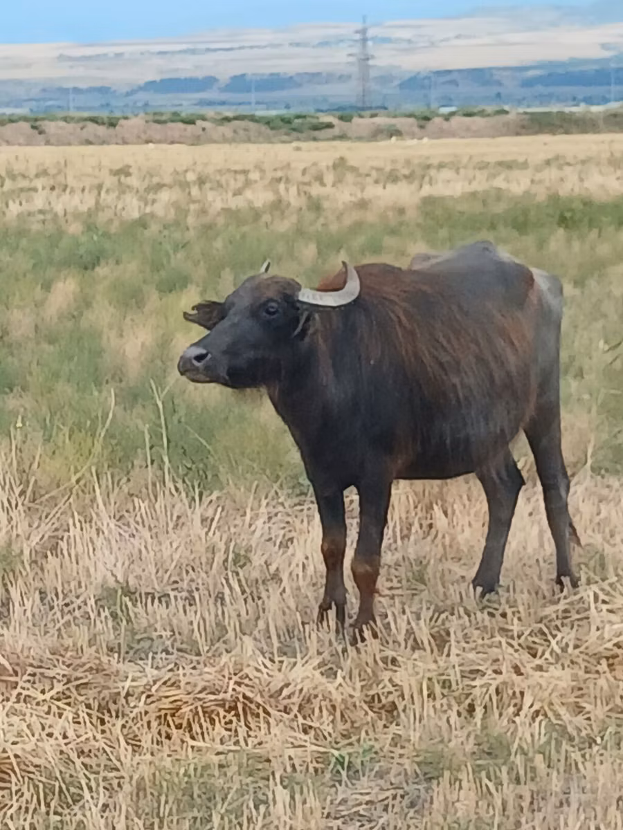 Bivol african