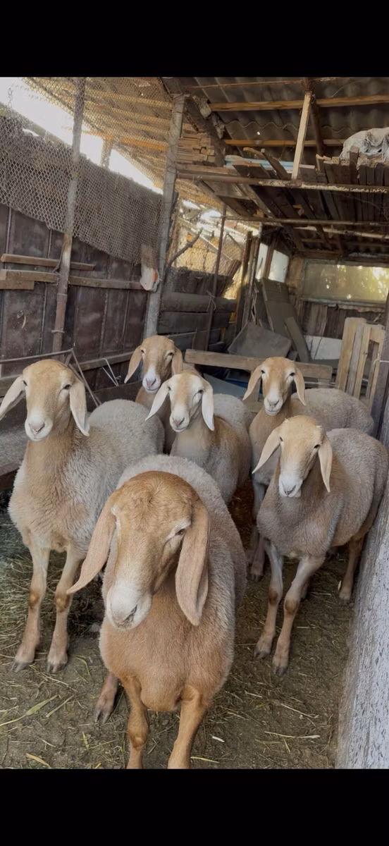 Arashan sheep