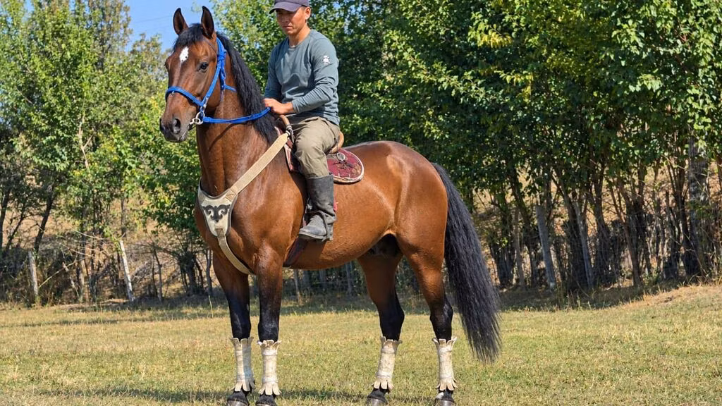 Kyrgyz Horse