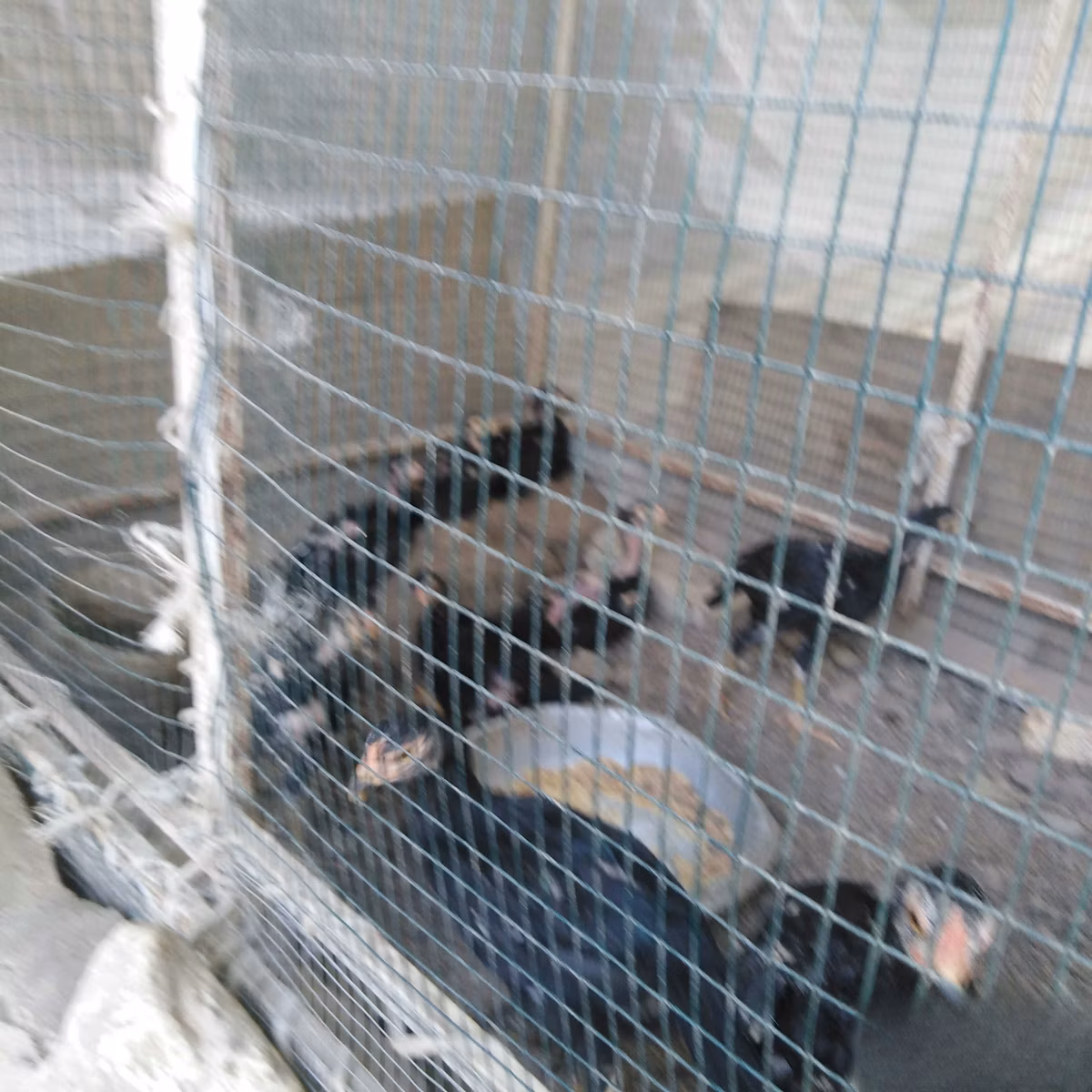 poules Shamo