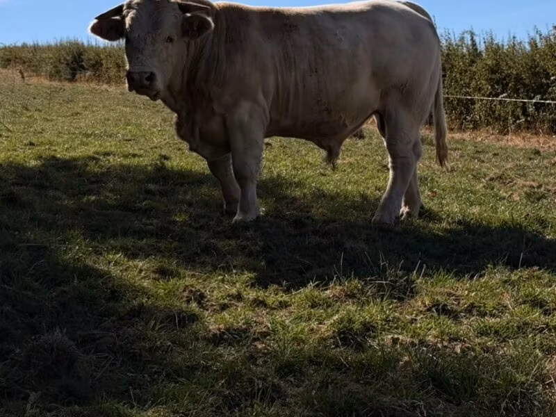 Raza de vaca